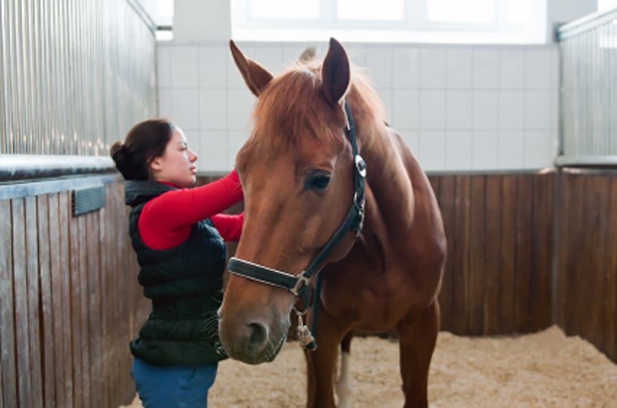 Horse Bedding Additives